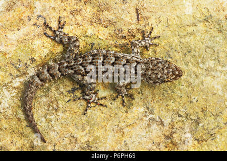 Mediodactylus kotschyi a piena lunghezza del rettile crogiolarvi al sole su una pietra Foto Stock