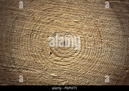 La superficie della sezione trasversale, abete log, texture di legno di Picea abies mostra gli anelli annuali Foto Stock