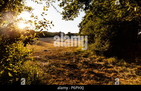 Ombre serali che cadono su un campo stoppie, Middlesex, Inghilterra, Regno Unito. Foto Stock