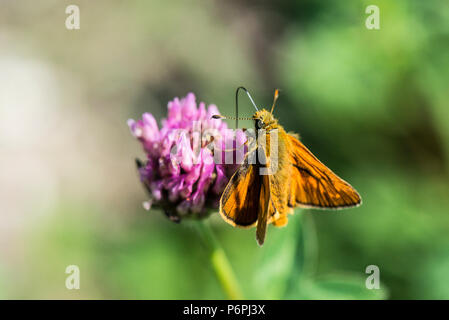 Un maschio grande skipper butterfly (Ochlodes sylvanus) sul fiore di trifoglio rosso (Trifolium pratense) Foto Stock