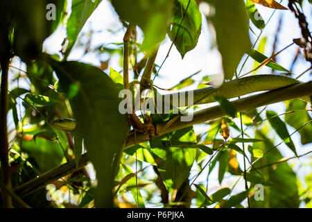 Un Angola green snake/ Western Snake in attesa su alcuni bambù per la preda. Foto Stock