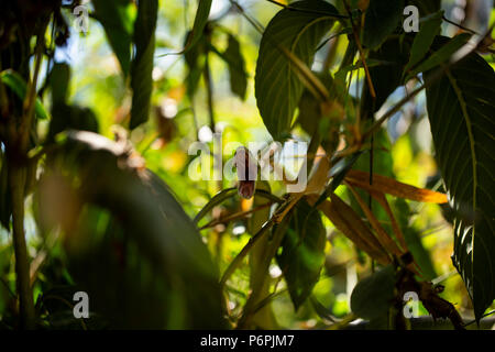 Un Angola green snake/ Western Snake in attesa su alcuni bambù per la preda. Foto Stock