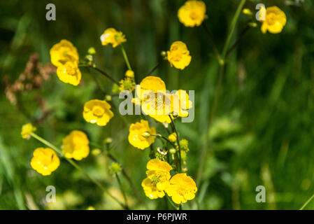 Prato renoncules (Ranunculus acris) Foto Stock