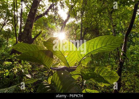 Sunrise nella foresta pluviale del Parco Metropolitano, Città di Panama, Repubblica di Panama. Foto Stock