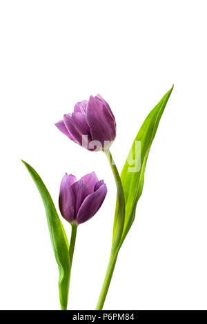 Due tulipani viola fotografati contro uno sfondo bianco Foto Stock