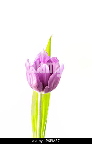 Viola tulip fotografati contro uno sfondo bianco Foto Stock