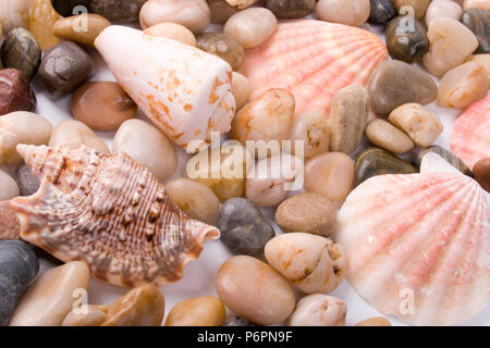 Conchiglie di mare e la spiaggia di ciottoli di sfondo di raccolta Foto Stock