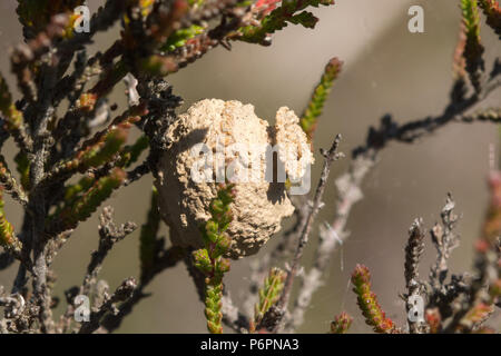 Pot costruito da una brughiera potter wasp (Eumenes coarctatus) come un nido tra heather nel Surrey, Regno Unito Foto Stock