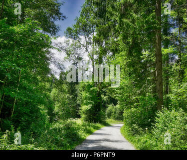 DE - Baviera: strada forestale attraverso il popolare Hirschbachtal vicino Lenggries (immagine HDR) Foto Stock