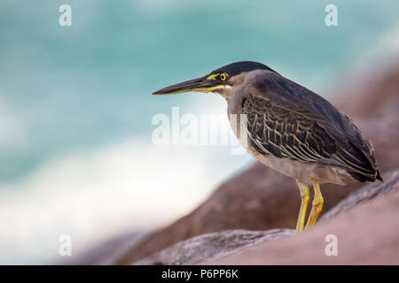 Airone striato (Butorides striata) seduti sulle rocce presso la costa di Praslin, Seicelle nell'Oceano Indiano. Foto Stock