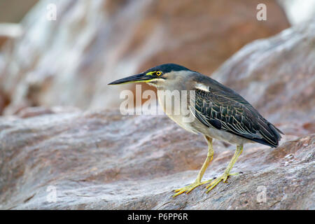 Airone striato (Butorides striata) seduti sulle rocce presso la costa di Praslin, Seicelle nell'Oceano Indiano. Foto Stock
