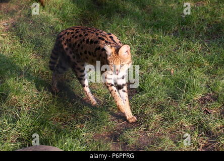 Femmina Serval africano (Leptailurus serval) cammina verso la telecamera Foto Stock