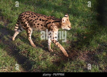 Femmina Serval africano (Leptailurus serval) cammina verso la telecamera Foto Stock