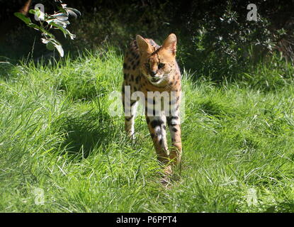 Femmina Serval africano (Leptailurus serval) cammina verso la telecamera Foto Stock