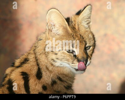 Close-up della testa di una femmina di African Serval (Leptailurus serval) leccare le sue labbra Foto Stock