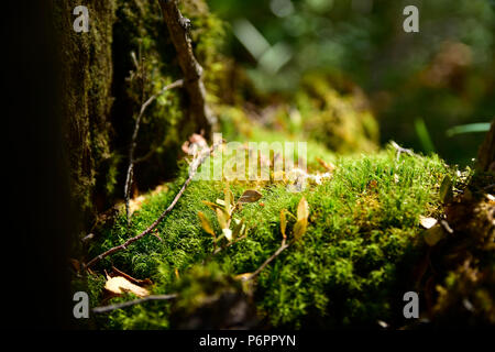 Erba selvatica e lascia nella foresta di Patagonia in Argentina, in Bariloche Foto Stock