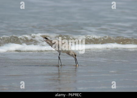 Un Gabbiano mangiare sulla spiaggia Foto Stock