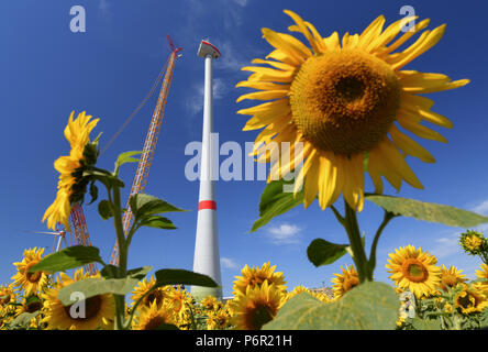 Mallnow, Deutschland. Il 29 giugno, 2018. 29.06.2018, Brandeburgo, Mallnow: una nuova turbina eolica è istituita dietro un giallo brillante fioritura campo di semi di girasole. Il potenziamento è attualmente in fase di sviluppo. Le turbine eoliche di prima generazione saranno sostituiti da turbine moderne, diverse nuove piante. Credito: Patrick Pleul/dpa-Zentralbild/ZB | in tutto il mondo di utilizzo/dpa/Alamy Live News Foto Stock