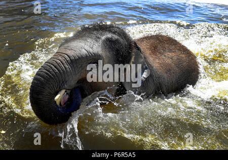 Whipsnade, Bedfordshire, Regno Unito . Il 2 luglio 2018. Bretagna la canicola. Sam il 3 anno vecchio elefante asiatico non si raffredda in bagno di elefante presso lo Zoo Whipsnade, Bedfordshire, come la Gran Bretagna continua a passare attraverso di essa più lunga ondata di caldo dal 1976 con temperature impostato su alto 85F (29C) per l'ottavo giorno di fila - e il calore dovrebbe rimanere per un altro mese. Foto di Andrew Parsons/ Parsons Media Ltd Foto Stock