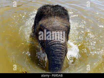 Whipsnade, Bedfordshire, Regno Unito . Il 2 luglio 2018. Bretagna la canicola. Sam il 3 anno vecchio elefante asiatico non si raffredda in bagno di elefante presso lo Zoo Whipsnade, Bedfordshire, come la Gran Bretagna continua a passare attraverso di essa più lunga ondata di caldo dal 1976 con temperature impostato su alto 85F (29C) per l'ottavo giorno di fila - e il calore dovrebbe rimanere per un altro mese. Foto di Andrew Parsons/ Parsons Media Ltd Foto Stock