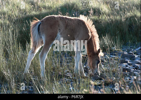 Brecon Beacons, Powys, Regno Unito. Il 2 luglio 2018. Una montagna di Welsh Pony puledro giri di acqua da un essiccato fino a flusso, su un raffreddatore relativamente serata nel Parco Nazionale di Brecon Beacons, Powys, Wales, Regno Unito. © Graham M. Lawrence/Alamy Live News. Foto Stock