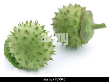 Medicinali frutti Datura su sfondo bianco Foto Stock