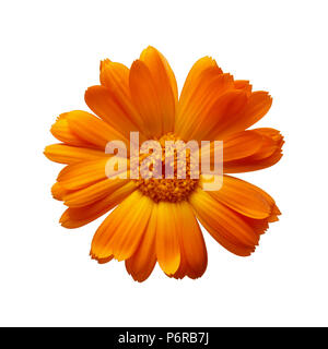 Calendula (calendula officinalis) su sfondo bianco Foto Stock