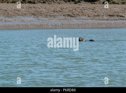 Guarnizione comune (Phoca vitulina) madre con bambino, Walton-on-the-Naze Backwaters Essex. Giugno 2018 Foto Stock