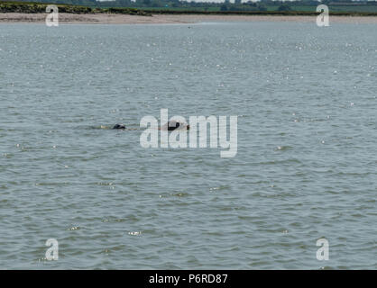 Guarnizione comune (Phoca vitulina) madre con bambino, Walton-on-the-Naze Backwaters Essex. Giugno 2018 Foto Stock