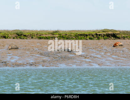 Guarnizione comune con pup (Phoca vitulina). Walton-on-the-Naze Backwaters Essex. Giugno 2018 Foto Stock