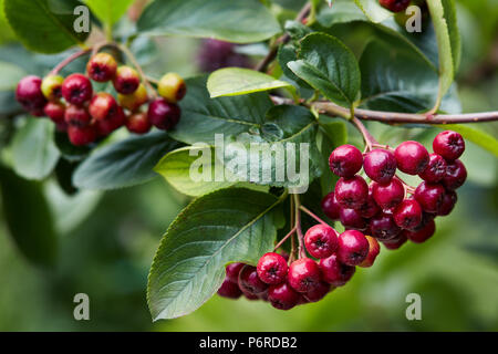 Immaturo bacche di Aronia (Aronia melanocarpa, Black Chokeberry) cresce in giardino. Bacche di Aronia inizi a girare a colori. Foto Stock