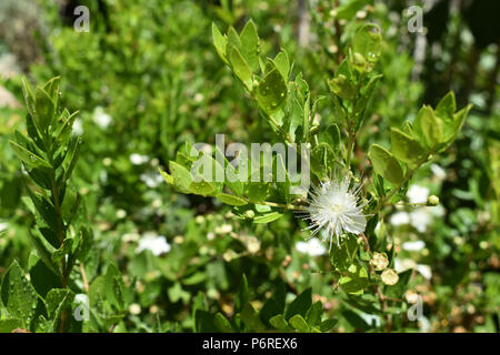 Fiore bianco con lunghi stami sulla boccola con goccioline di acqua Foto Stock