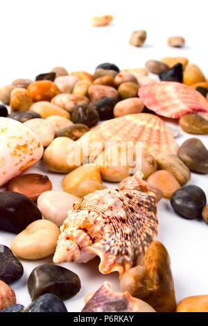 Conchiglie di mare e la spiaggia di ciottoli di raccolta Foto Stock