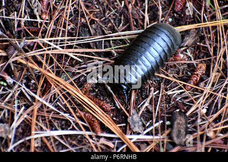 Armadillo bug su sposta Foto Stock