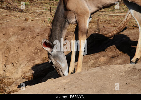 Kudu mangiare fango per i minerali in Botswana Foto Stock