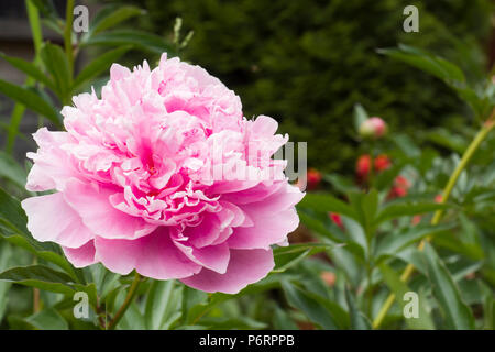 Di un bel colore rosa peonia fiori nel giardino estivo. Foto Stock