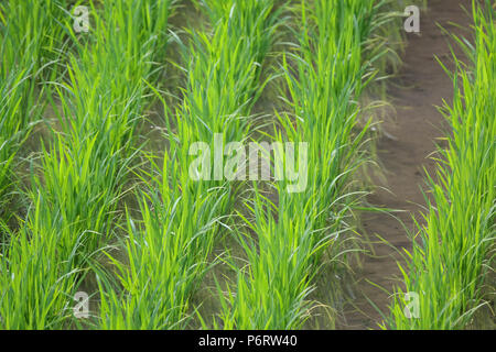 Appena piantato riso righe nel campo inondato Foto Stock