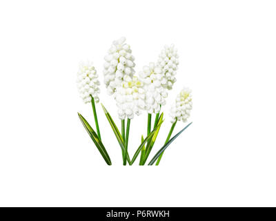 Muscari o giacinto d'uva bianco fiori isolati su bianco Foto Stock