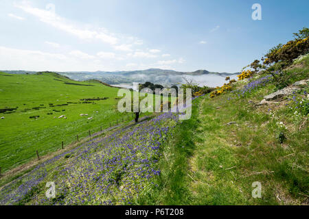 Vista da Deganwy castello rimane a guardare verso Conwy estuary costa del Galles Settentrionale Foto Stock