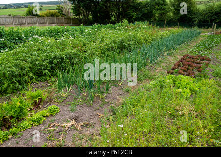 Garden vegetali crescenti plot cipolle, patate, insalata, piselli e lattuga. Foto Stock