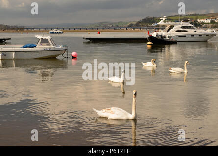 Cigni nuotare tra le barche ormeggiate nel estuario Teign a Teignmouth. Ponte Shaldon è visibile in background. Foto Stock