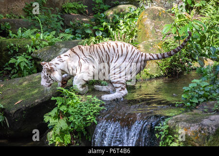 Ritratto di un maestoso bianco / imbianchiti tiger nel verde di una giungla. Singapore. Foto Stock