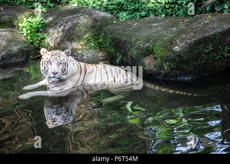 Ritratto di un maestoso bianco / imbianchiti tiger rilassante dall'acqua nel verde di una giungla. Singapore. Foto Stock