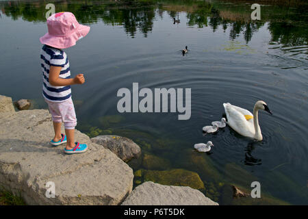 Kid guarda i cigni nuotare sul lago nel parco Foto Stock