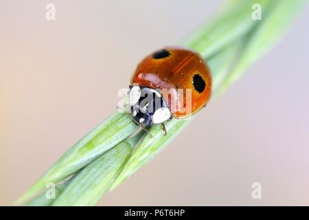 Due spot ladybird o due macchie ladybug, Adalia bipunctata, utilizzati per la lotta biologica contro i parassiti degli afidi, Foto Stock