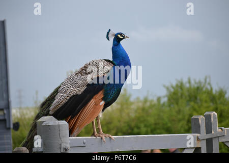 Peacock sta eretta su una fattoria nella campagna inglese Foto Stock