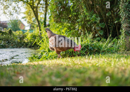 Vista isolata di una gallina di bantam adulto visto alla ricerca di cibo sulla riva di un grande stagno privato in estate. Foto Stock