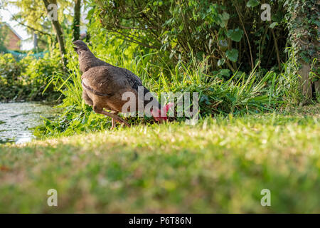 Vista isolata di una gallina di bantam adulto visto alla ricerca di cibo sulla riva di un grande stagno privato in estate. Foto Stock