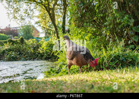 Vista isolata di una gallina di bantam adulto visto alla ricerca di cibo sulla riva di un grande stagno privato in estate. Foto Stock