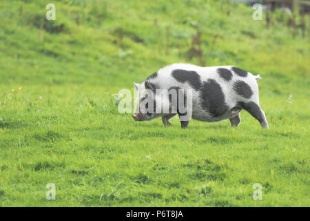 Free range Gloucester Old Spot fuori di maiale in un campo. Foto Stock